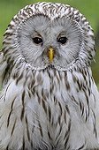 Ural Owl watching Rhodes zoological garden Lorraine