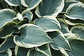 Plantain lily El Nino