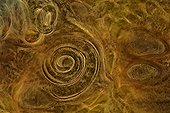Trichinella spiralis encysted in pork muscle ; This worm causes a terrible disease trichinellosis. The man becomes infected by eating pork undercooked. 