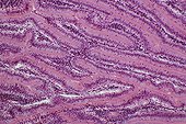 Cross section of the duodenum of a rabbit 