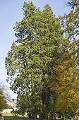 Giant sequoia in a garden in autumn