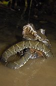 Cuvier's dwarf caiman eating a Lance-headed Viper Guiana