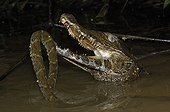 Cuvier's dwarf caiman eating a Lance-headed Viper Guiana