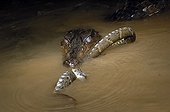 Cuvier's dwarf caiman eating a Lance-headed Viper Guiana