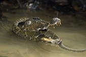 Cuvier's dwarf caiman eating a Lance-headed Viper Guiana
