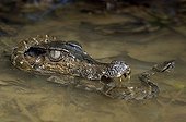 Cuvier's dwarf caiman eating a Lance-headed Viper Guiana