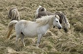 Icelandic horses Snaefellsnes Peninsula in Iceland