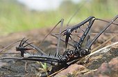 South American Whip Spider French Guiana