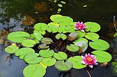 Green frog on a waterlily in a garden pound