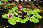 Green frog on a waterlily in a garden pound