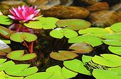 Green frog on a waterlily in a garden pound