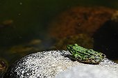 Green frog on a pebble in a garden pound