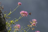 Olive Bee Hawk-moth gathering nectar on Red Valerian