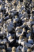 Cape Gannet colony Bird Island Nature Reserve Lamberts Bay
