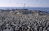 Cape Gannet colony Bird Island Nature Reserve Lamberts Bay