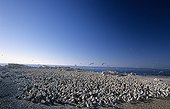 Cape Gannet colony Bird Island Nature Reserve Lamberts Bay