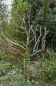 Stacking of a Glycine in a garden