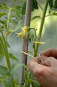 Stacking of a tomato plant with raffia
