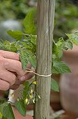 Stacking of a tomato plant with raffia