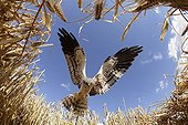 Busard cendré mâle en approche pour se poser au nid France ; L'agriculteur de ce champ d'Escourgeon a protégé le nid des Busards en évitant de faucher sur une parcelle de 4mX4m. Les animaux ne sont donc pas tués et sont ensuite protégés des prédateurs. En deux années de suivi : 100% de réussite à l'envol.