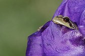 Southern Tree Frog hiding between the petals of Iris