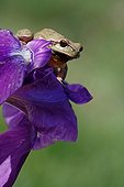 Southern Tree Frog on the petals of Iris