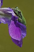 Southern Tree Frog on the petals of Iris