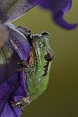 Southern Tree Frog on the petals of Iris