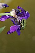 Southern Tree Frog on the petals of Iris