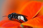 Carpenter bee on flower Wallflower 'Bedder Orangely "