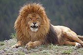 Barbary lion lying in the grass 