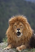 Portrait of Barbary lion lying in the grass 
