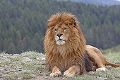 Barbary lion lying in the grass 