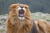 Portrait of Barbary Lion roaring 