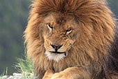 Portrait of Barbary Lion