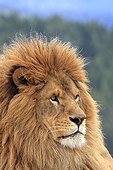 Portrait of Barbary Lion