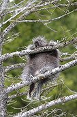 Young American Porcupine climbing into a tree USA 