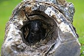 Striped skunk in a hollow trunk Minnesota USA 