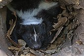 Striped skunk in a hollow trunk Minnesota USA 