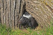 Striped skunk out of a hollow trunk Minnesota USA 
