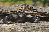 Striped skunk in a hollow trunk Minnesota USA 