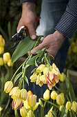 Harvesting Tulip 