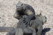 Female marine iguanas fighting Isabella Galapagos 