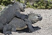 Female marine iguanas fighting Isabella Galapagos 