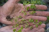 Common chickweed  in the hands of one person