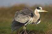 Grey Heron shaking his feathers  France