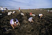 Villagers collecting and harvesting Olive Ridley Turtle eggs ; during the first morning of Arribada "Arrival", Ostional