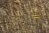 Reedbed of Phragmites and sunlight on a leaf 