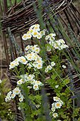 White flowers of Roman Chamomile in a garden France