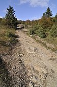 Footprints of Sauropod Dinosaurs in mudstone France ; Discover in april 2009 of this spectacular site of Southern Jura. <br>This site is perhaps the largest in the world for the footprints of sauropods.